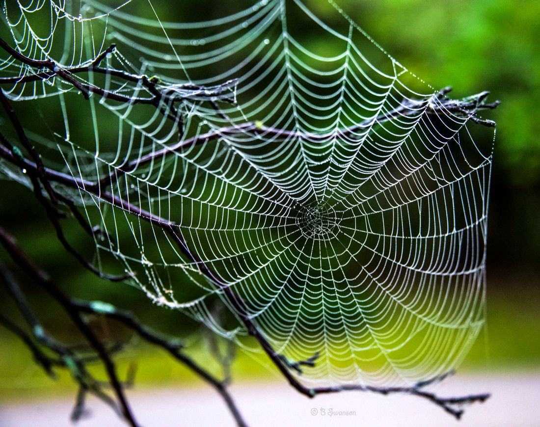 From Nature to Technology: Spider Web Design Trends Successful 2024